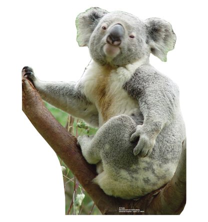 Koala Bear Cardboard Cutout