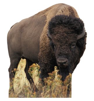 Life-size Bison Cardboard Cutout