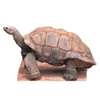 Tortoise Cardboard Cutout