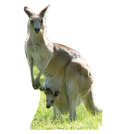 kangaroo-cardboard-cutout-53